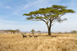 Zebra grazing in Serengeti