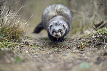 Wall Mural - weasel