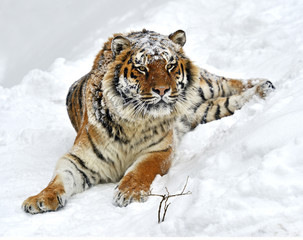 Wall Mural - Amur Tiger