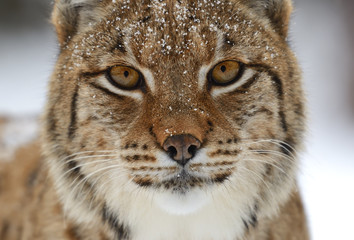 Wall Mural - winter lynx