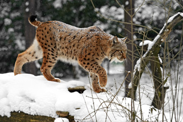 Wall Mural - winter lynx