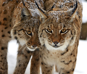 Wall Mural - winter lynx
