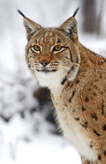 Canvas Print - Winter Lynx