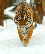Portrait Of A Siberian Tiger