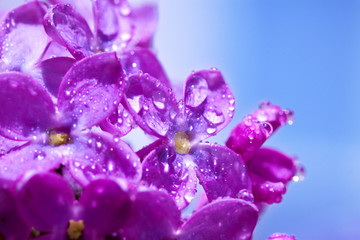 Wall Mural - flowers of a lilac blossom in the spring