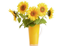 Sunflowers In Yellow Pitcher