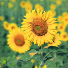 Wall Mural - closeup of beautiful sunflower