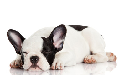 Sticker - French bulldog puppy sleeping.