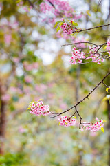 Wall Mural - wild himalayan cherry spring blossom