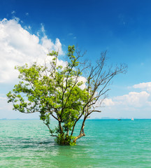 Sticker - Tree growing in the water