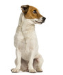 Jack russel terrier sitting, looking away, isolated on white