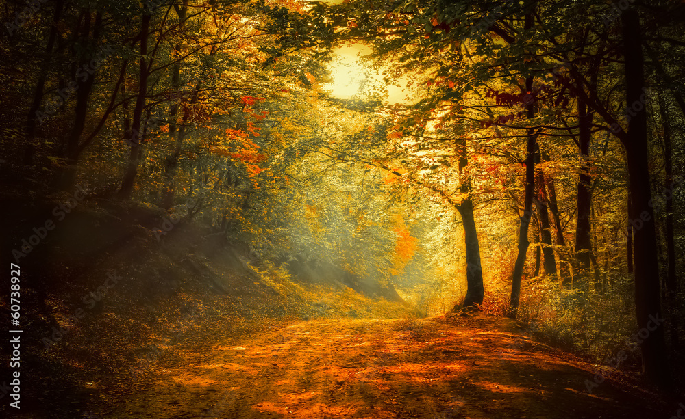 Autumn in the forest - obrazy, fototapety, plakaty 
