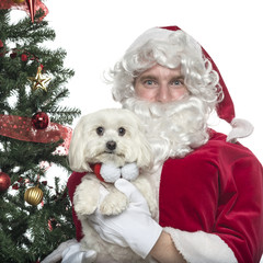  Close-up of Santa Claus holding a lapdog, isolated on white