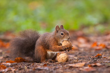 Brown Squirrel With Nuts
