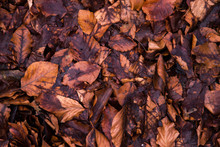 Rotten Leaves In Late Autumn As A Background