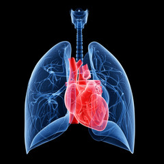 medical illustration of the heart and lung