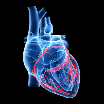 3d rendered illustration of the coronary arteries