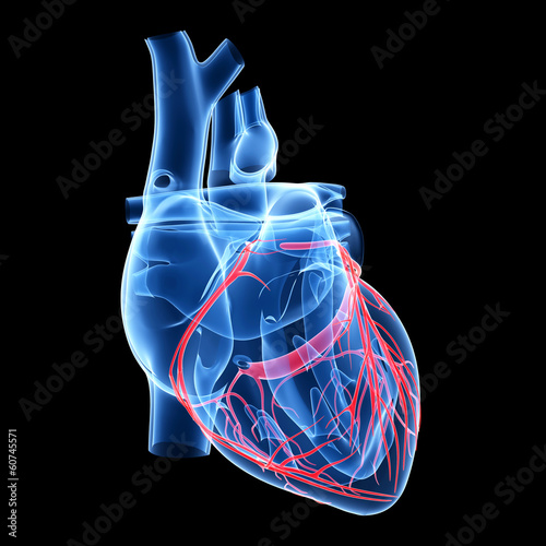 3d rendered illustration of the coronary arteries Stock Illustration ...
