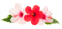 Three Hibiscus Flowers