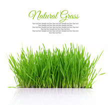 Fresh Green Grass With Copy-space Isolated On White Background