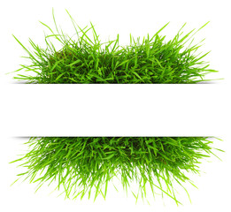 Natural banner with fresh grass isolated on white background