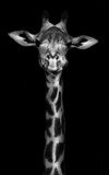 Fototapeta Sypialnia - Giraffe in Black and White