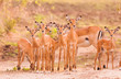 Herd of baby impala