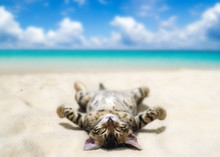 Cat On Beach