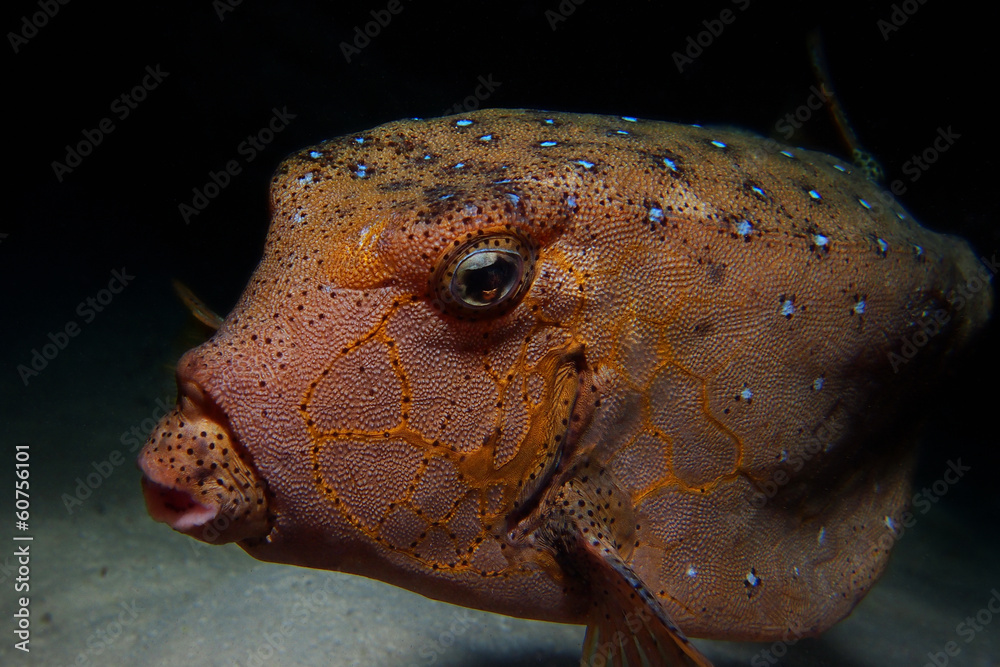 Kofferfisch Stock Photo | Adobe Stock