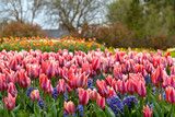 Fototapeta Tulipany - Group of tulips and hyacinths.