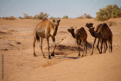 Fotomural dromadaires sauvages dans le desert