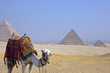 Desert camel and pyramids