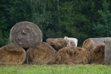 Brave hogget playing on hay