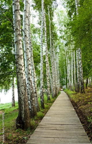 Naklejka dekoracyjna birch alley