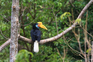 Wall Mural - knobbed hornbill with large colorful bill