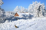 Fototapeta Do pokoju - Picturesque village Pasterka landscape in white winter. Poland