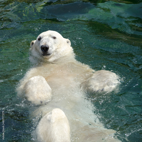 Fotomural Polar bear (Ursus maritimus) swimming in the water