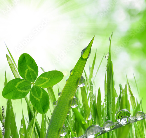 Fototapeta do kuchni Fresh grass with dew drops close up