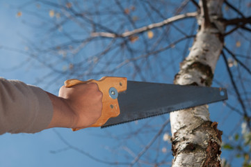 man cutting the branch of a tree with a saw