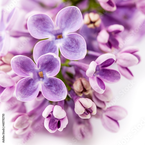 Obraz w ramie Floral background. Lilac flowers.