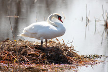 Swan On Its Nest By The Lake