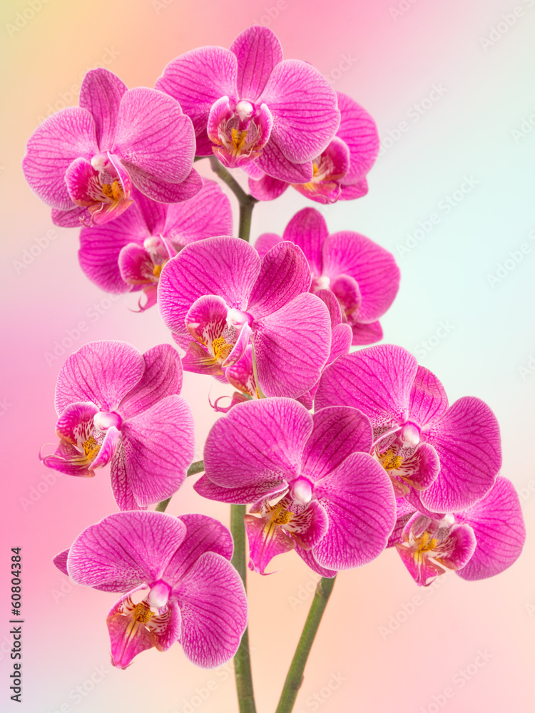 Orchid - obrazy, fototapety, plakaty 