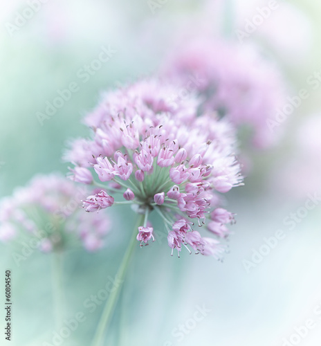 Naklejka - mata magnetyczna na lodówkę Garlic Flowers