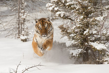 Siberian Tiger Running In Snow