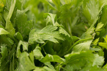 Parsley as a backdrop. macro