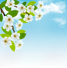 Aufkleber - Nature background with blossoming tree brunch and blue sky. Vect