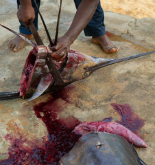 Wall Mural - African man cutting the sailfish marlin to clean fish