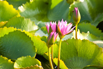 Canvas Print - the lotus in pond