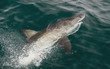 White shark (Carcharodon carcharias) in the water