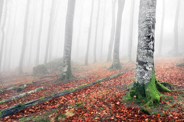 Wall Mural - beech forest in autumn